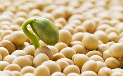 Beneficios en el consumo de la Soya