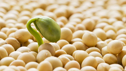 Beneficios en el consumo de la Soya